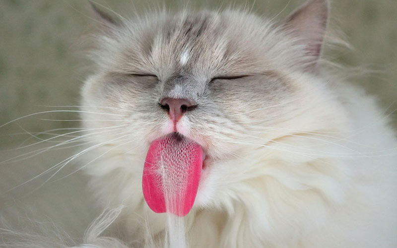 Qué indica la lengua fuera de un gato