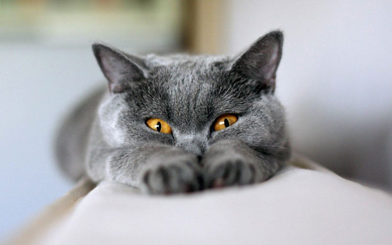 ¿Síntoma de qué enfermedad en gatas puede ser la lengua fuera?