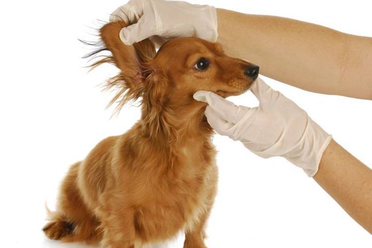 Examen de los oídos del perro por el veterinario