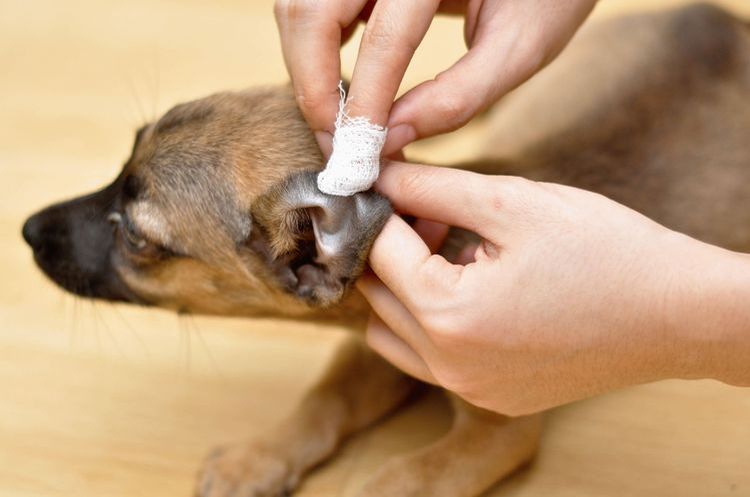 Limpieza de oídos del perro