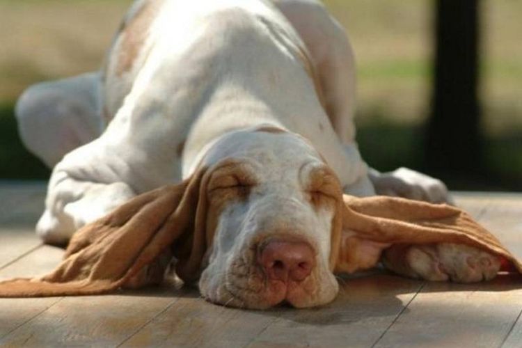 Perro con orejas grandes