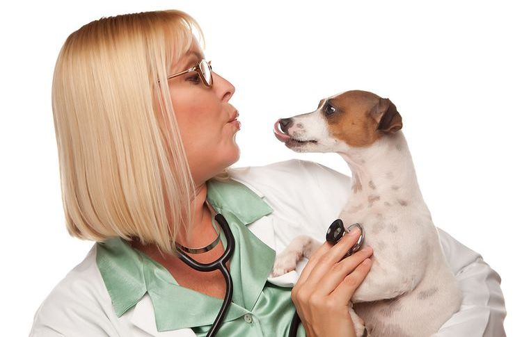 Cachorro en los brazos del veterinario