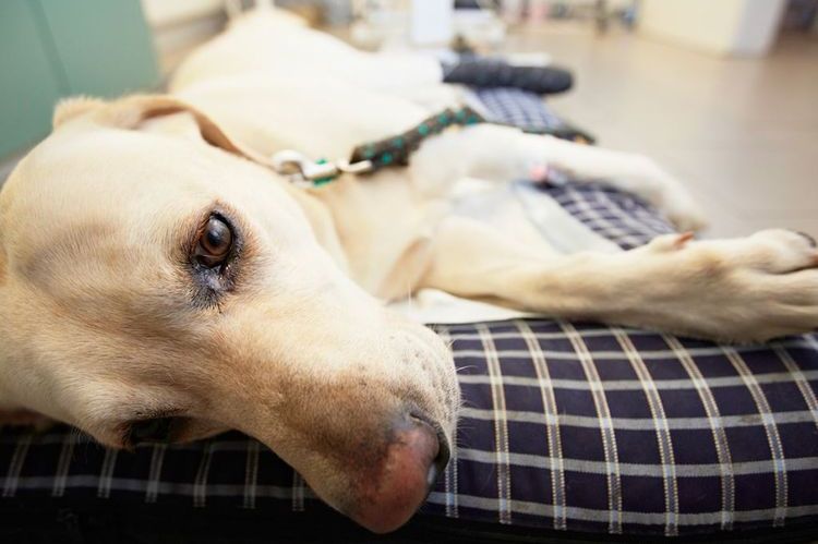 Labrador en la clínica veterinaria