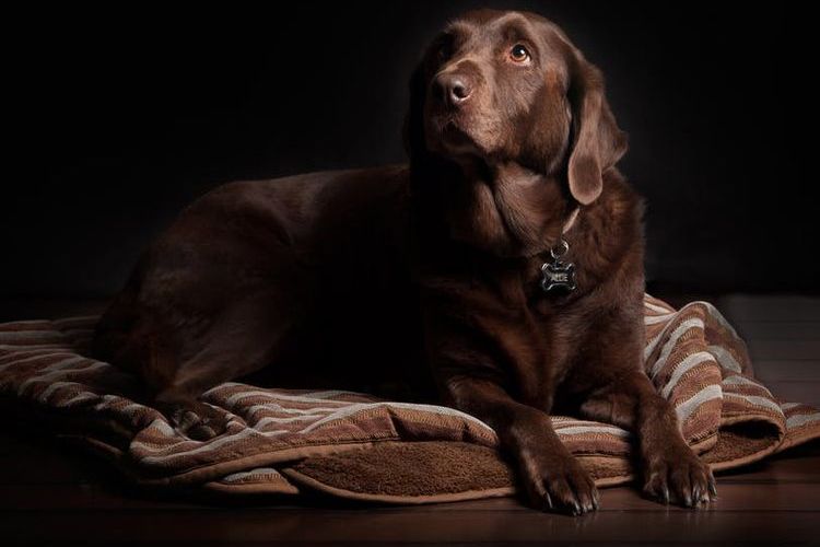 El perro está triste