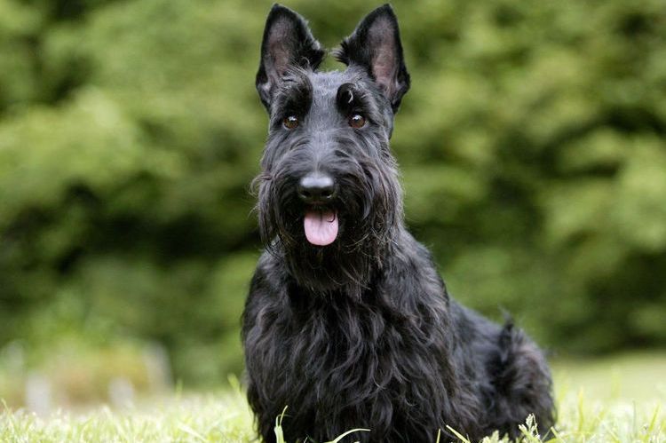 Terrier Escocés