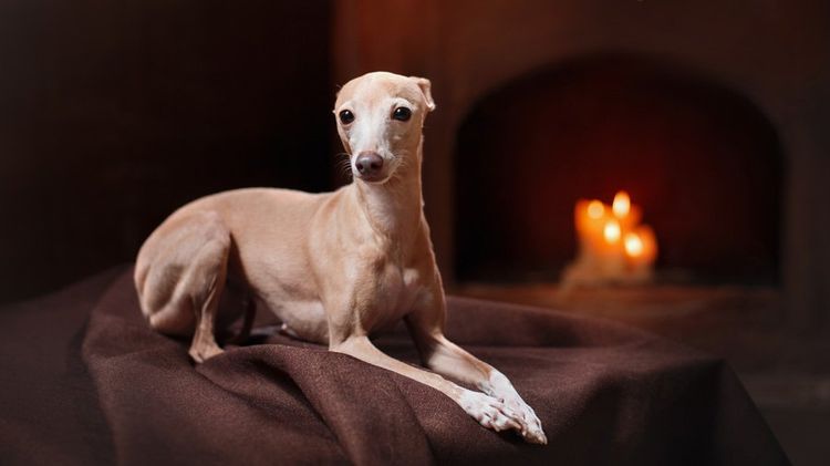 Galgo Italiano