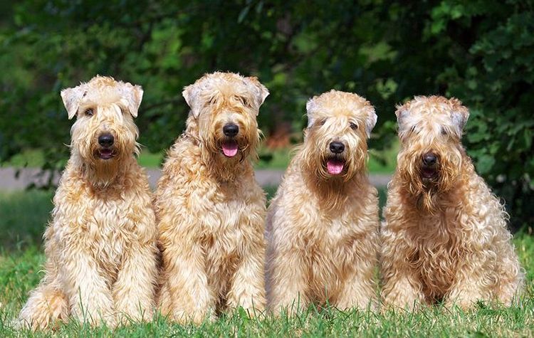 Terrier Irlandés de Pelo Suave y Trigo