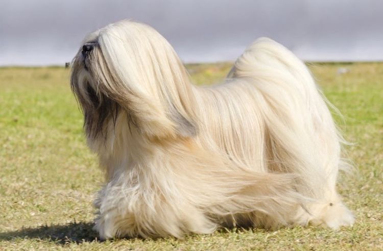 Tibetan Terrier