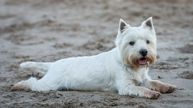 West Highland White Terrier