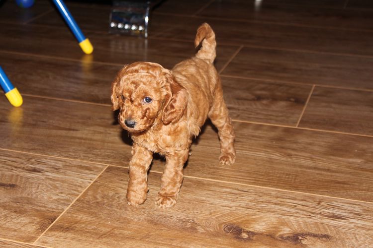 Caniche enano