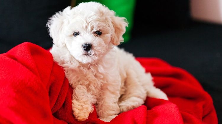 Bichón frisé