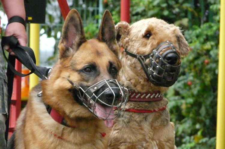 Perros con bozal