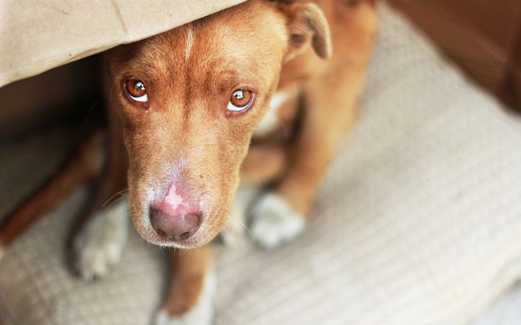 Perro triste