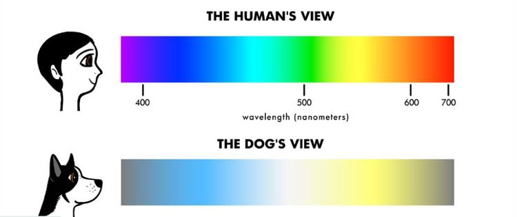 Cómo ven los colores los perros