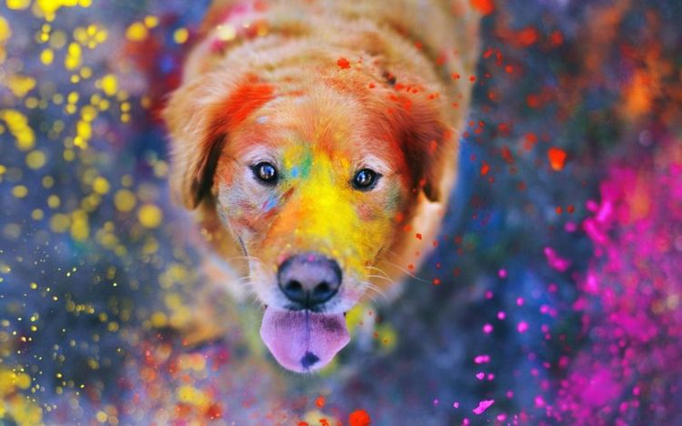 Perro con pintura