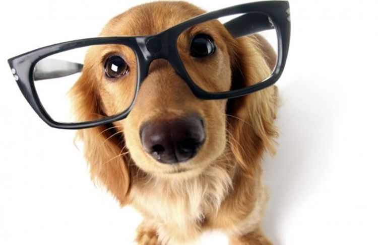 Perro con gafas
