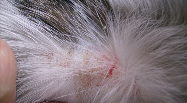 Pitiriasis rosada en gatos