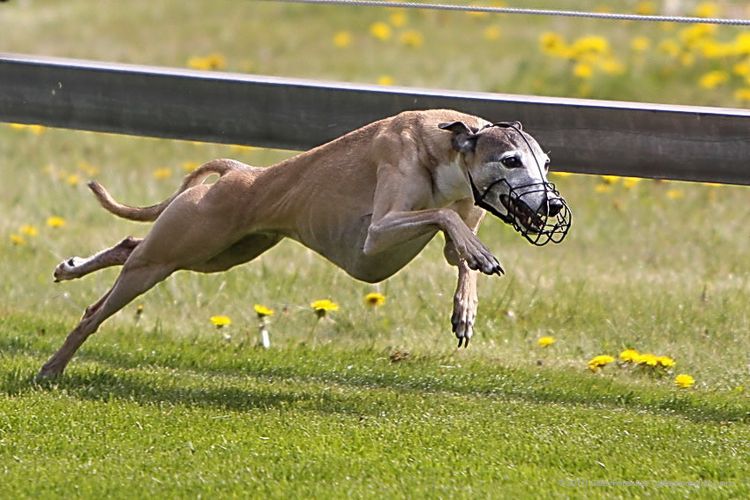galgo inglés