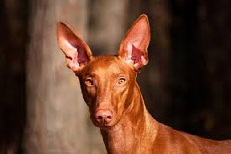 Perro del faraón