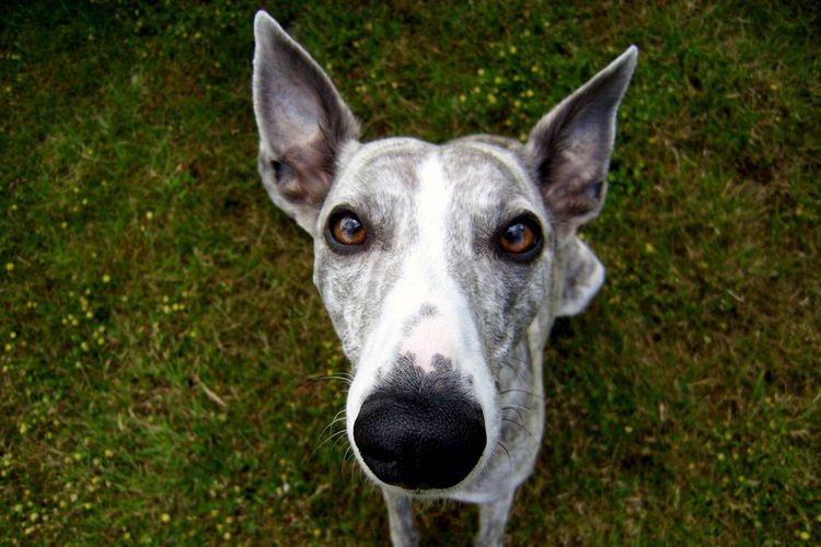 Whippet – el pequeño lebrel inglés