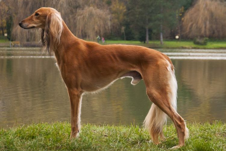 Saluki – el lebrel persa