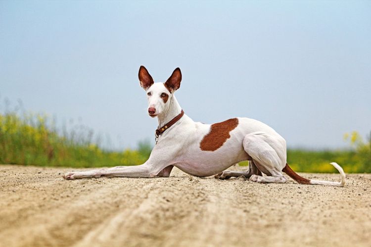 Podenco ibicenco – el ibicenco