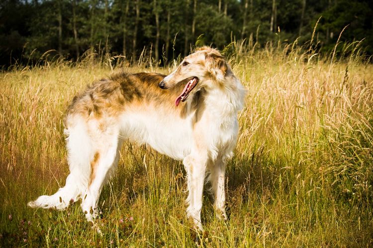 Borzoi ruso