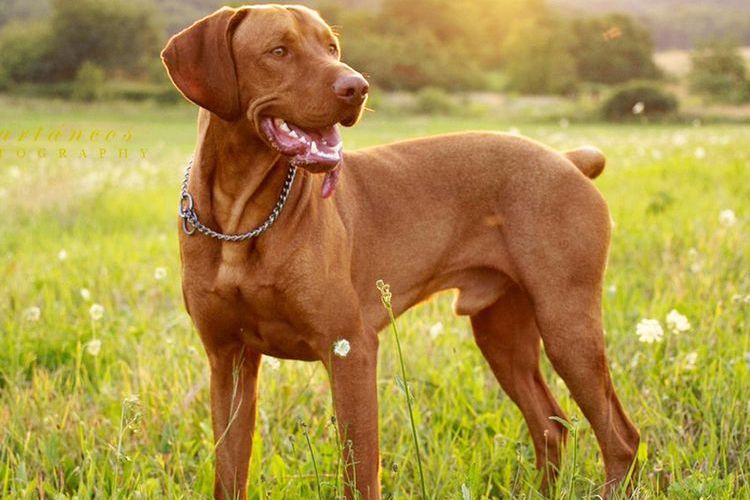 Vizsla – el braco húngaro