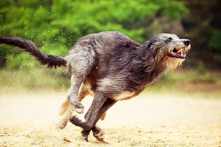 Deerhound – el lebrel escocés para ciervos