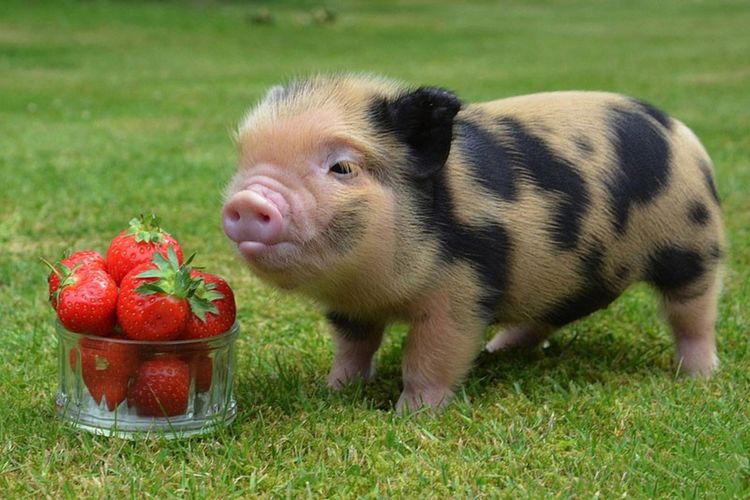 Mini pig
