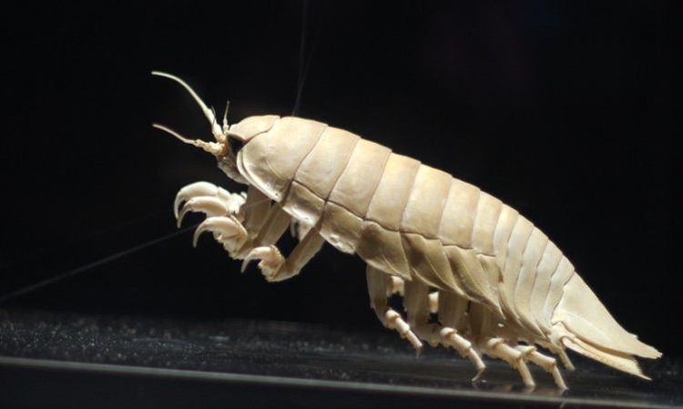 Isópodo gigante