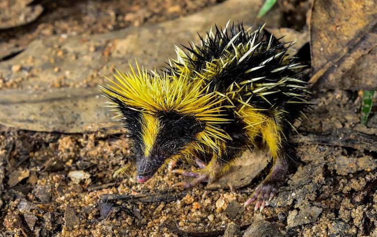 Tenrec rayado