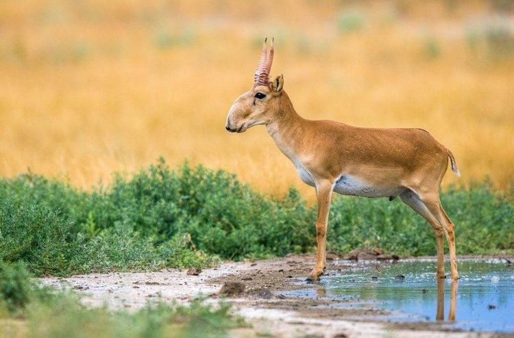 Saiga
