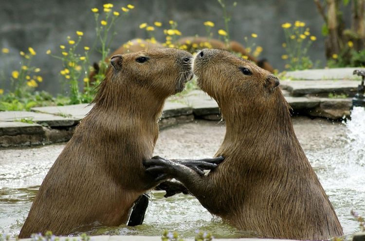 Capibaras