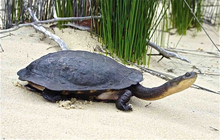 Tortuga de cuello de serpiente