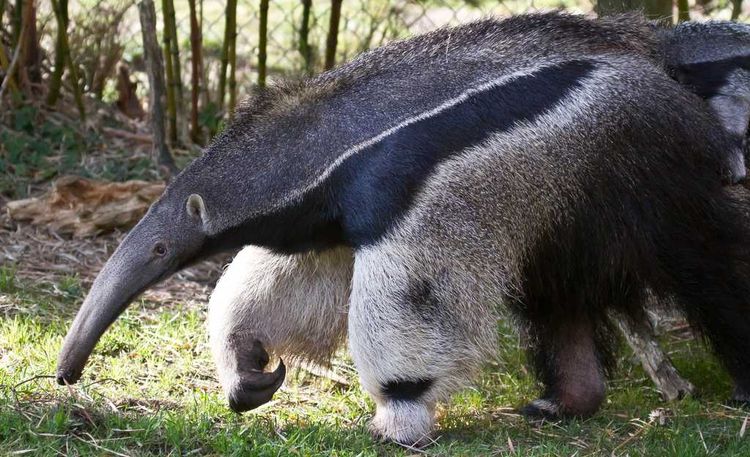 Osos hormigueros
