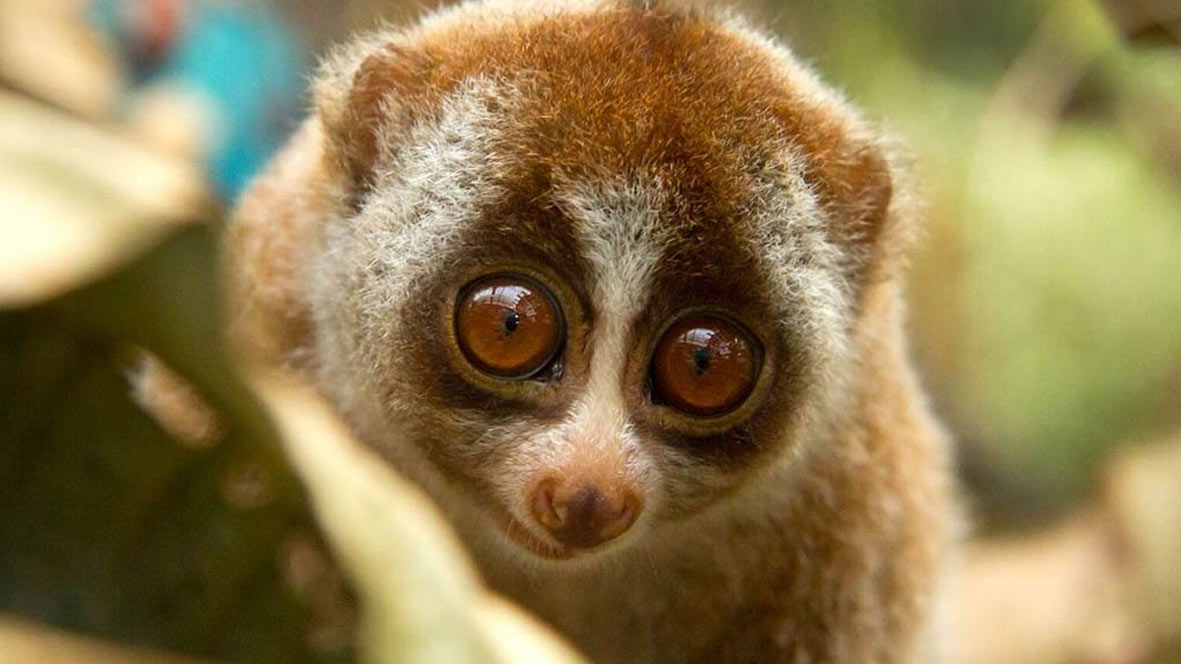 Loris perezoso pequeño