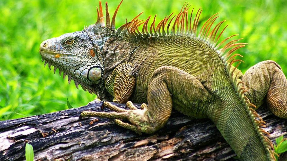 Iguana Verde