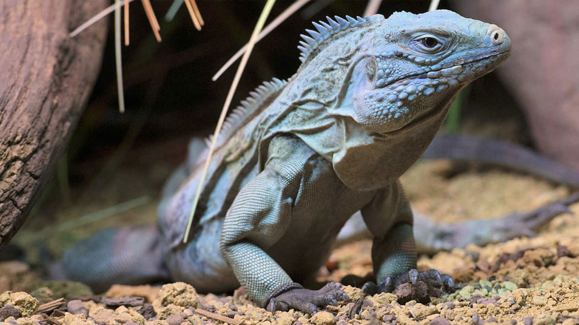 Iguana Azul