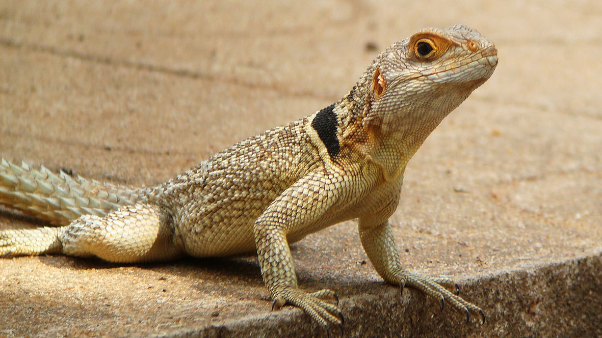 Iguana Miniatura