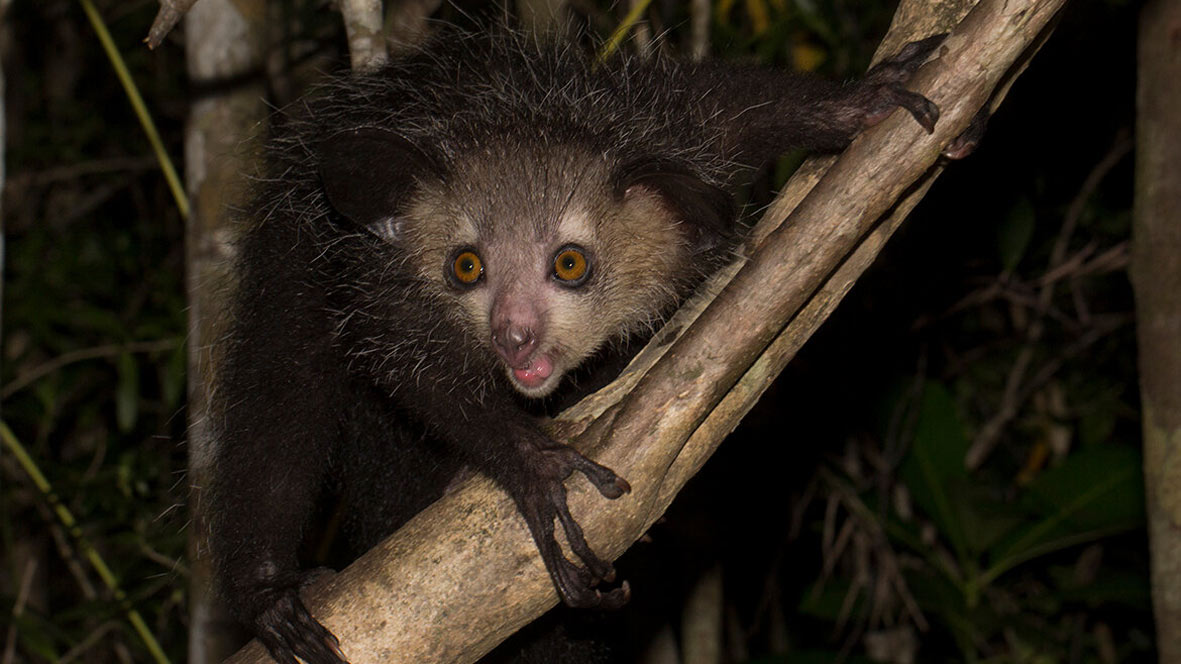 Aye-aye