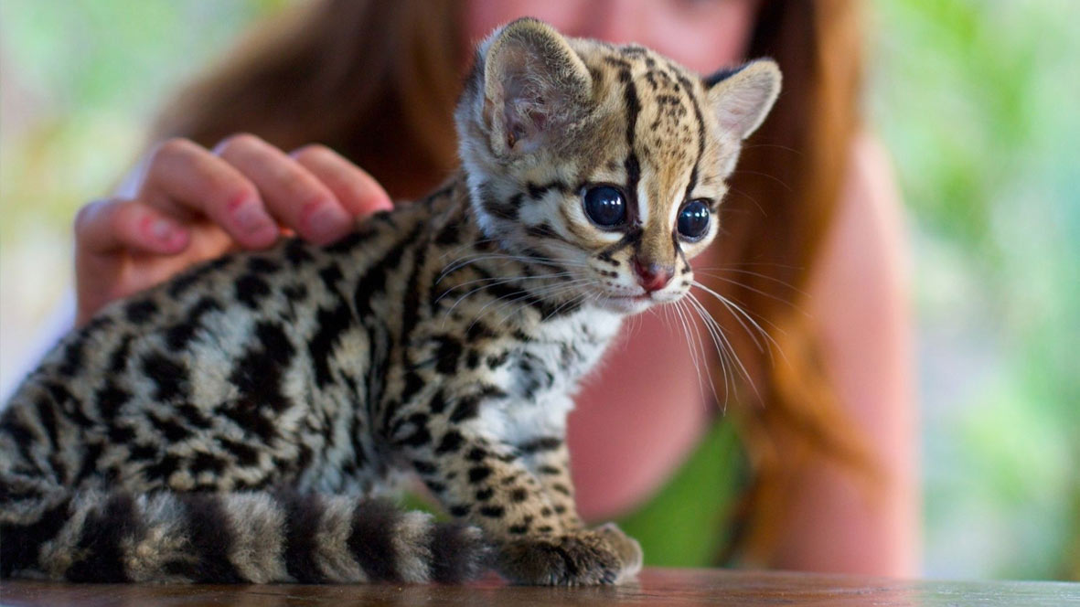 Ocelote
