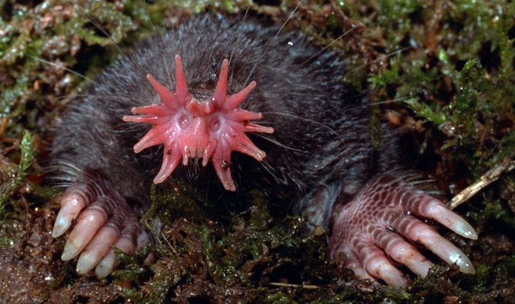 Topo de nariz estrellada