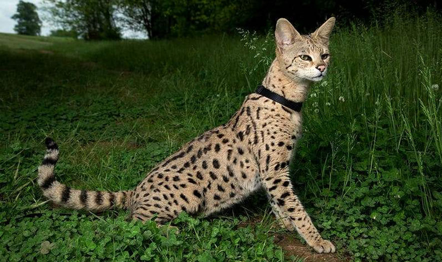 Descripción del gato de raza Savannah