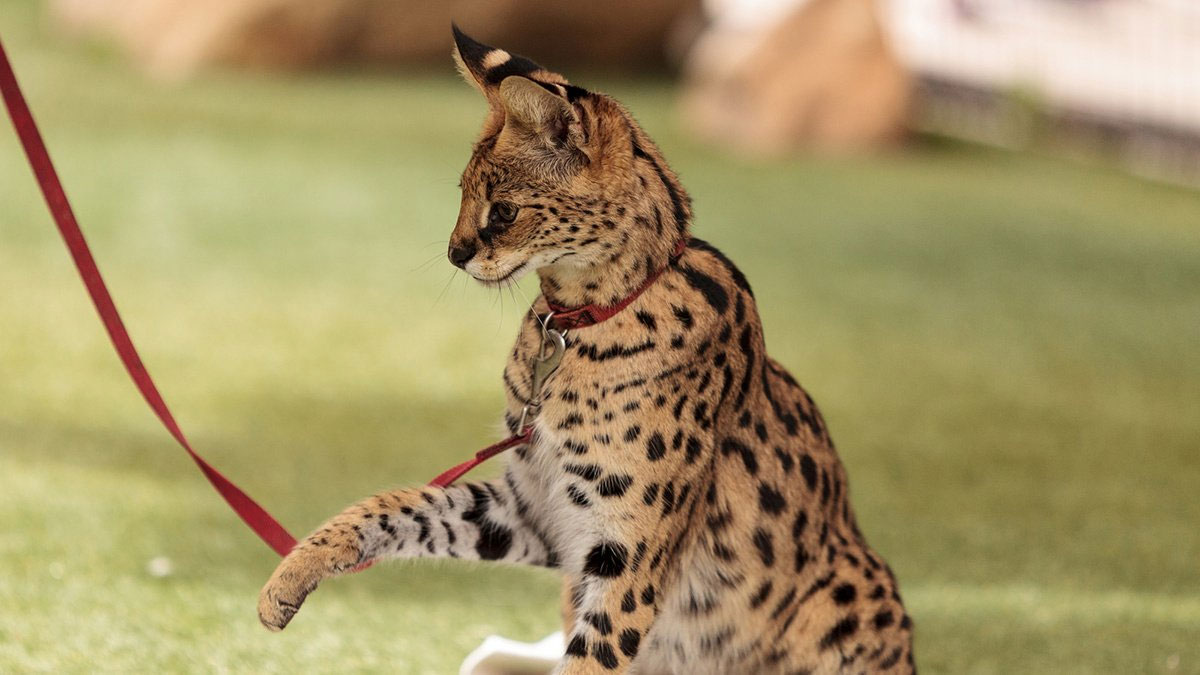Cuidado de los gatos de raza Savannah