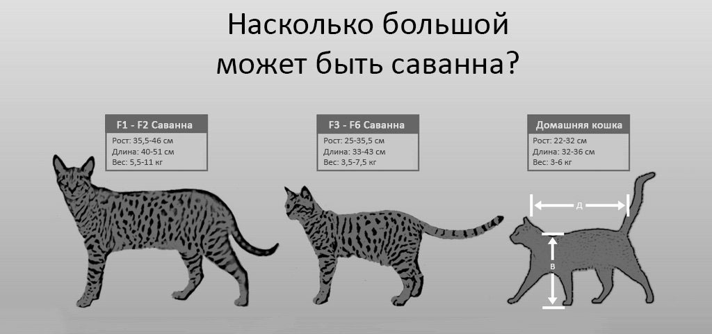 Tan diferentes gatos de la raza Savannah