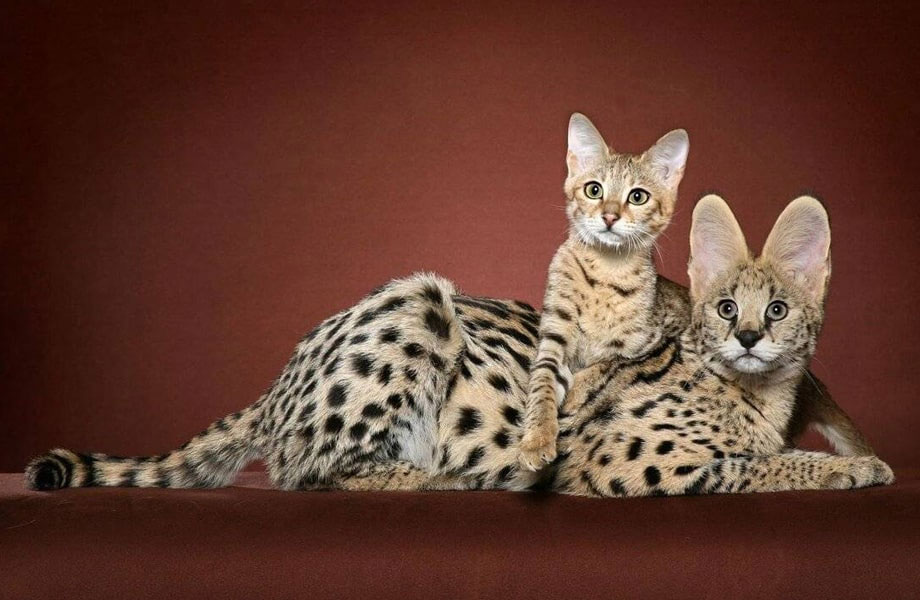 Savannah - una raza híbrida de gatos