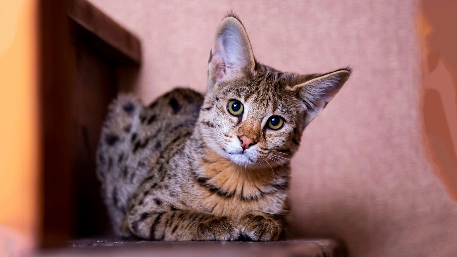 El Savannah es una de las razas de gatos domésticos más caras