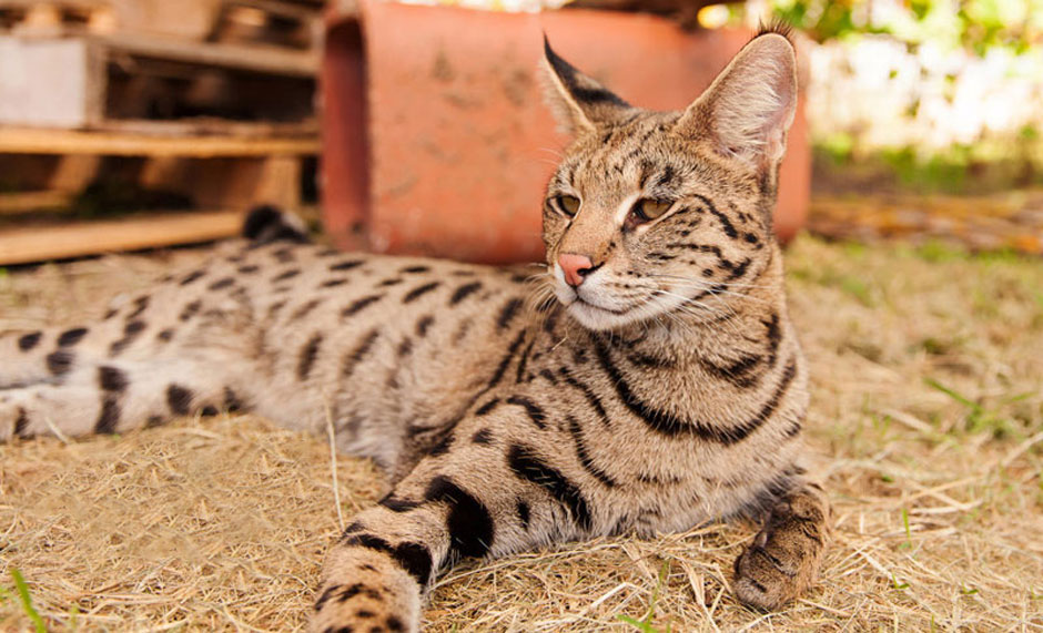 Datos interesantes sobre los gatos de la raza Savannah