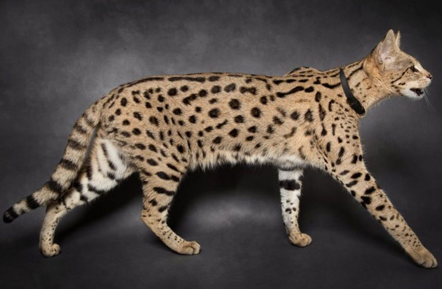 Gato Savannah